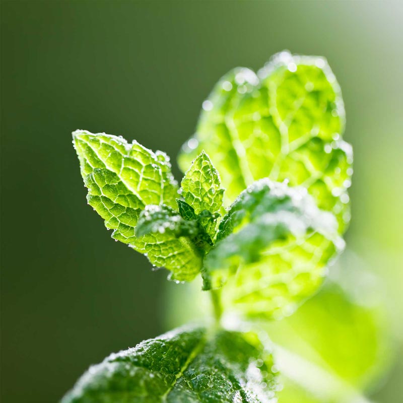 Iced Mint