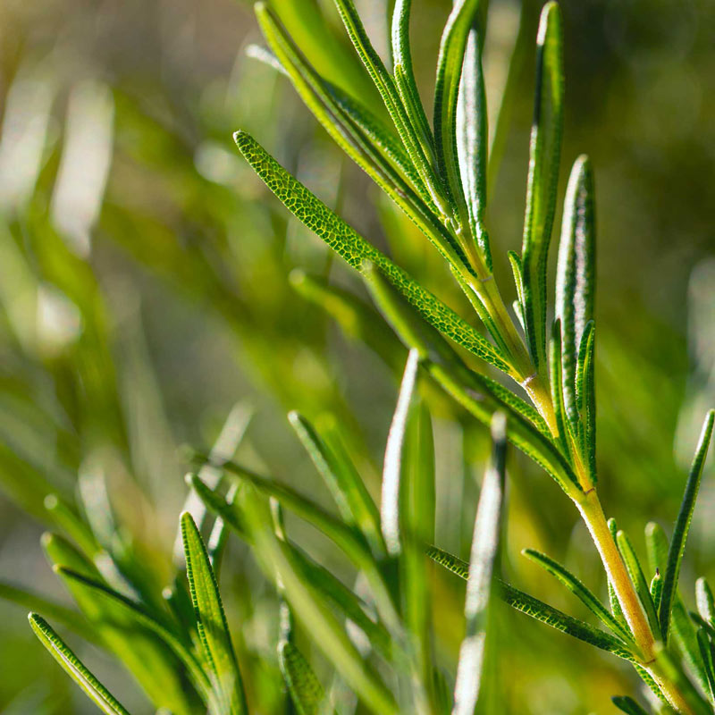 Close-up of green leafy plant with a blurred natural background