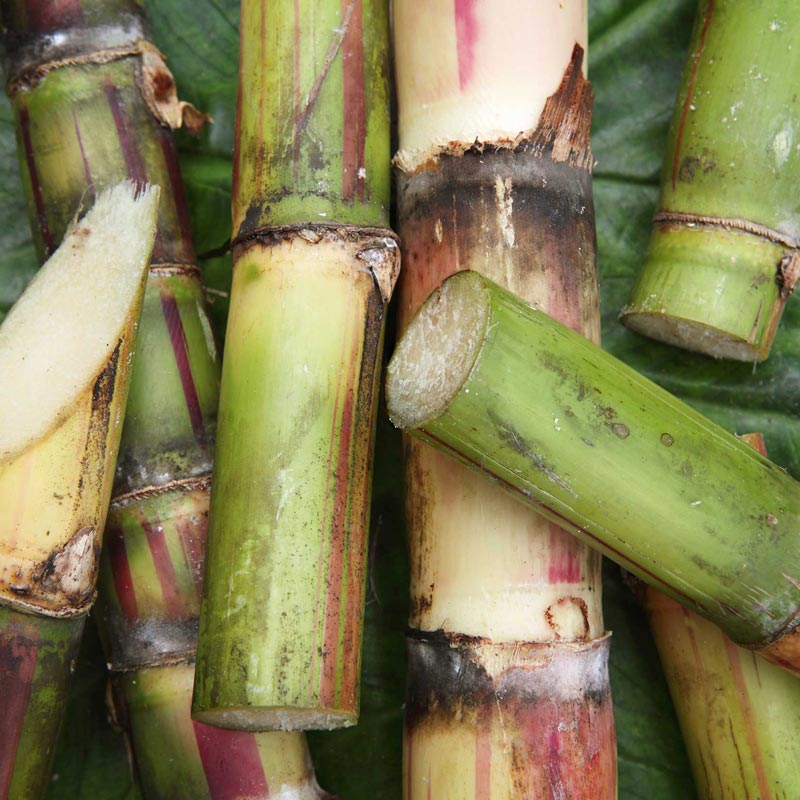 Close-up of green sugarcane stalks with a close-up view