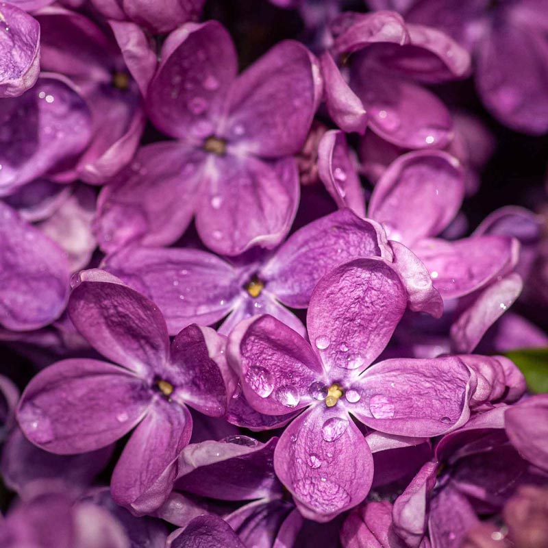 Close-up of purple flowers with water droplets
