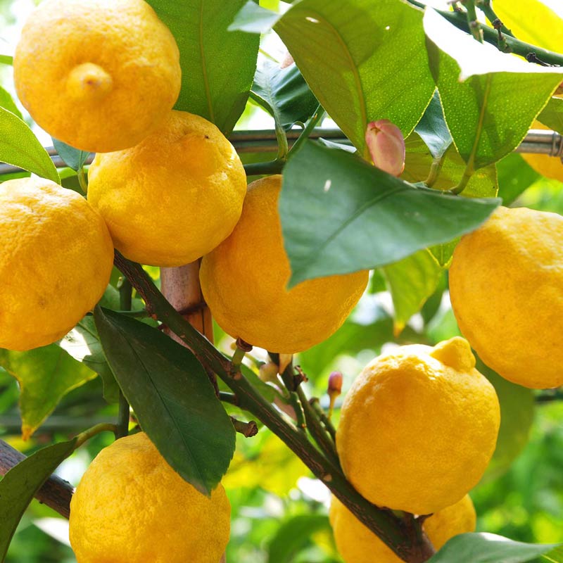Yellow lemons on a tree branch with green leaves