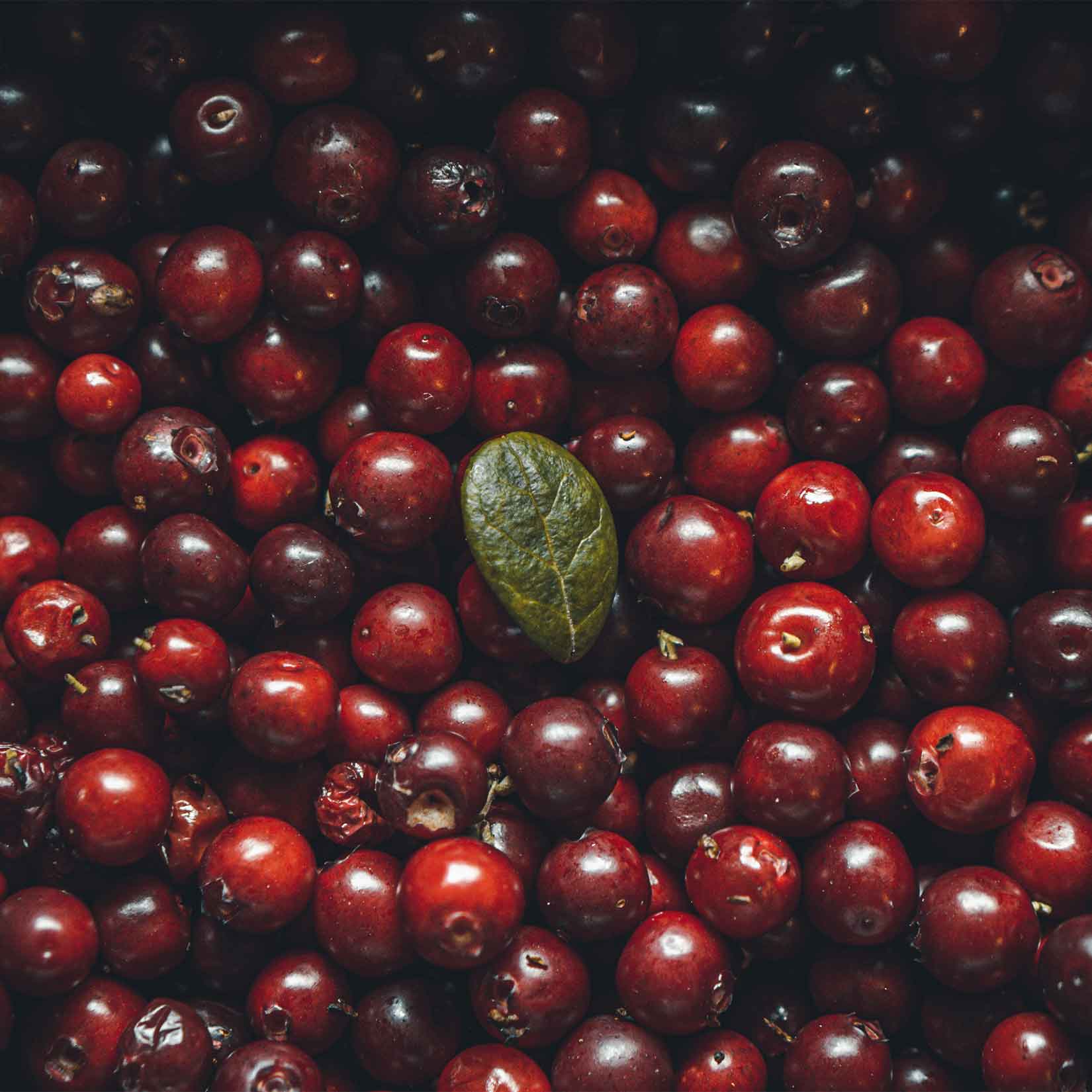 Cranberry