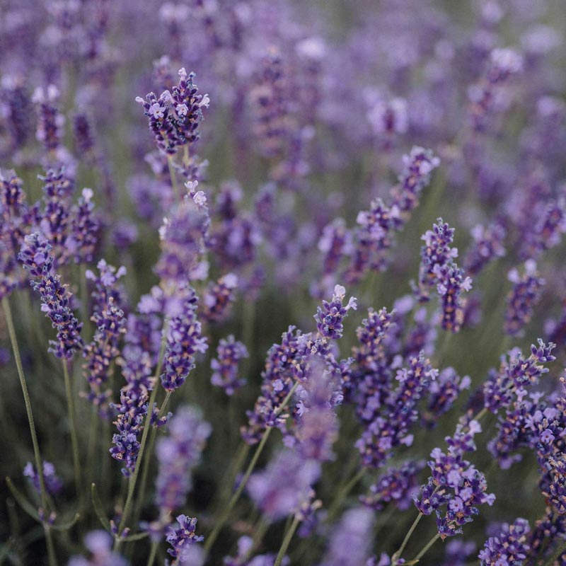 Lavande