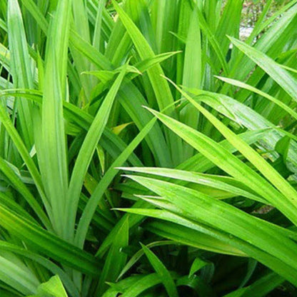 Pandan