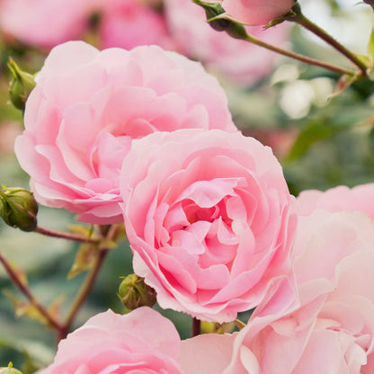 Close-up of pink roses with a blurred green background