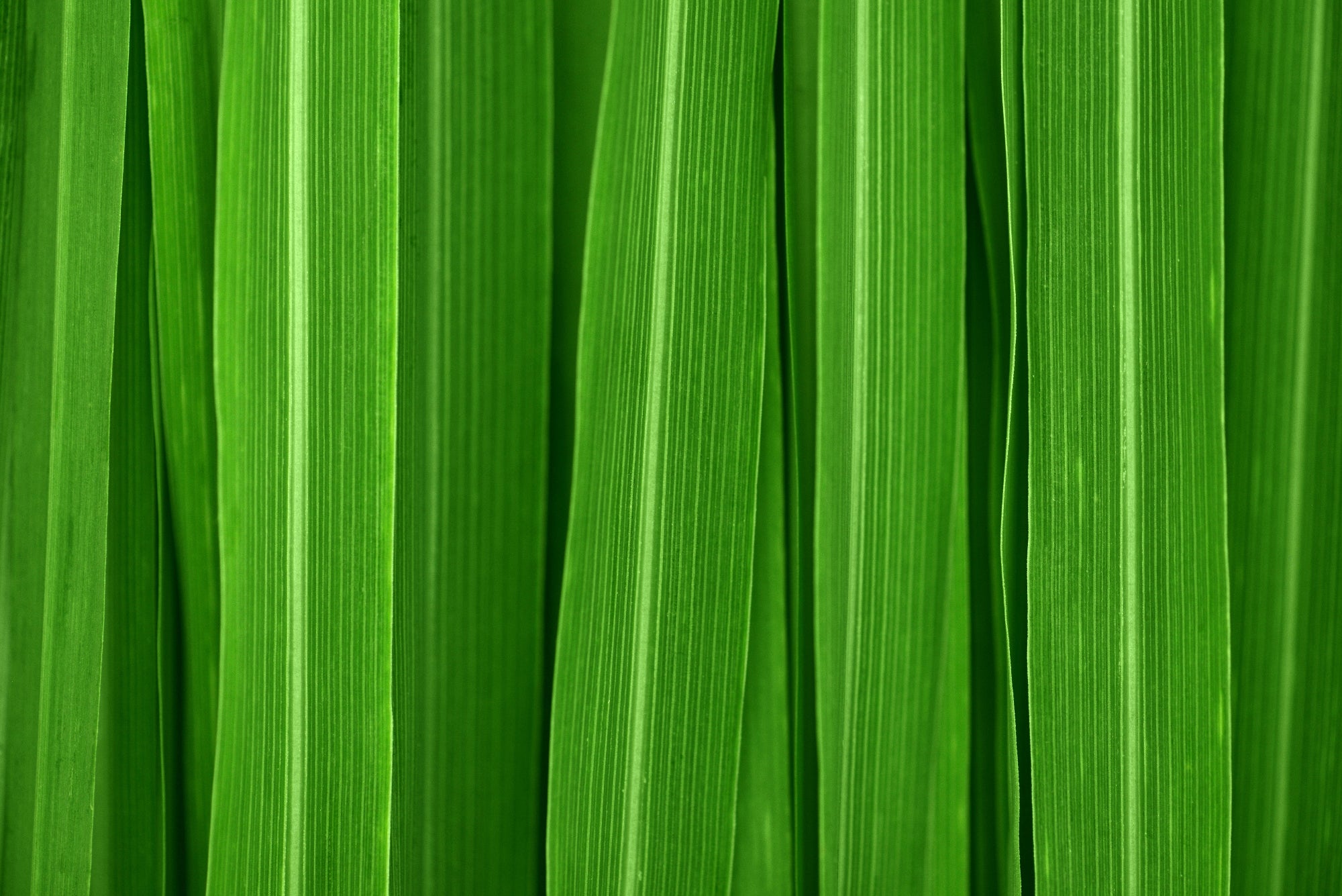 Close-up of green leaves with a detailed texture