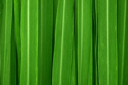 Close-up of green leaves with a detailed texture